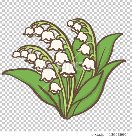 Cute lily of the valley floral illustration hand drawn spring botanical flower for romantic wedding decor baby nursery wall art and feminine design 136986604