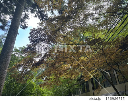 秋の木漏れ日と色づく葉 秋の木漏れ日と色づく葉 136986715