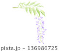 水彩で描いた美しい藤の花 136986725