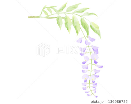 水彩で描いた美しい藤の花 136986725