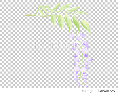水彩で描いた美しい藤の花 136986725