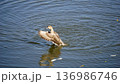 冬の水面から羽ばたくオナガガモ 136986746