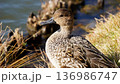 冬の水辺のオナガガモ 136986747