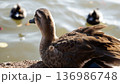 冬の水辺のカルガモ 136986748