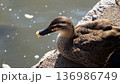 冬の水辺のカルガモ 136986749