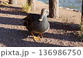 冬の水辺のカルガモ 136986750
