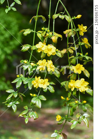 オウバイ　Winter jasmine 136986755