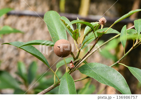 サポジラ Sapodilla / Chewing gum tree サポジラ Sapodilla / Chewing gum tree 136986757