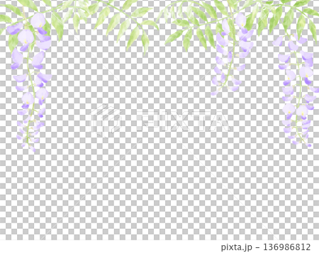 美しい藤の花のフレーム 136986812