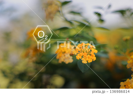 Close up yellow flower with O2 oxygen chemical icon graphic on blurred background, concept of environmental protection, net zero emission, carbon neutrality, clean energy and sustainability. 136986814