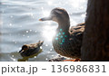 逆光に照らされる水辺のカルガモ 136986831