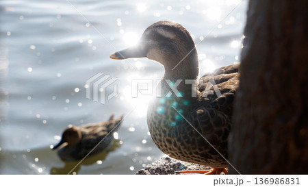 逆光に照らされる水辺のカルガモ 136986831