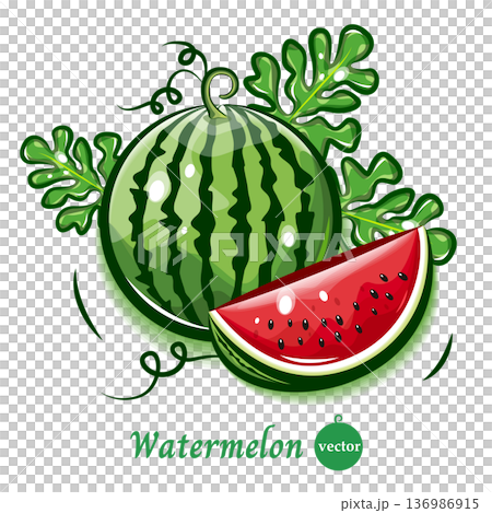 Fresh and cute vector illustration of watermelon | Fruit pop art material 136986915