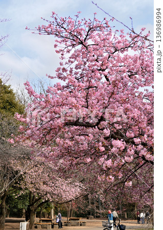 井の頭公園　早咲きの河津桜　春 136986994