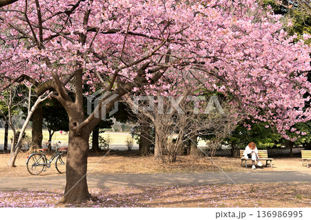 井の頭公園　早咲きの河津桜　春 136986995