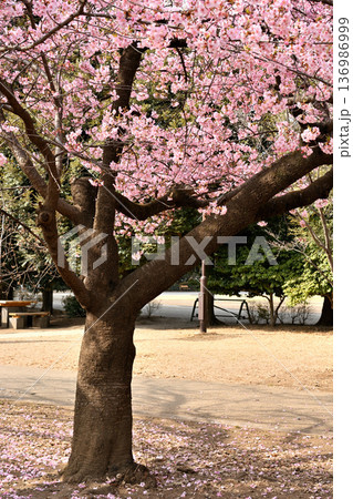 井の頭公園 早咲きの河津桜 春 井の頭公園 早咲きの河津桜 春 136986999