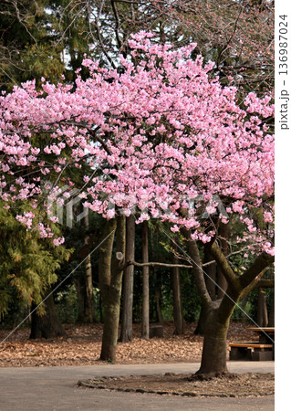 井の頭公園　早咲きの河津桜　春 136987024