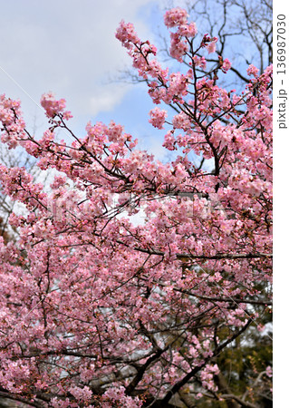井の頭公園 早咲きの河津桜 春 井の頭公園 早咲きの河津桜 春 136987030