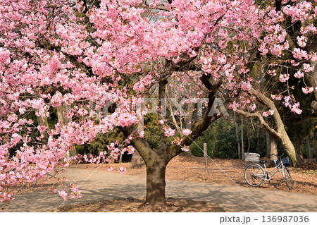井の頭公園　早咲きの河津桜　春 136987036