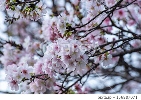 花 フラワー お花 136987071