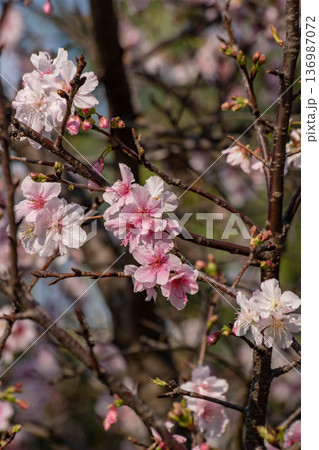 花 フラワー お花 136987072