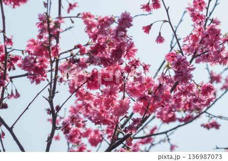 花 フラワー お花 136987073