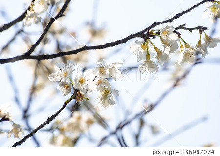 花 フラワー お花 136987074