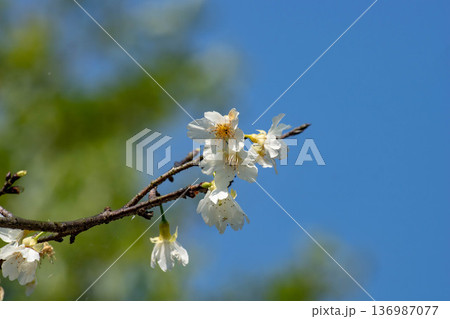 花 フラワー お花 136987077