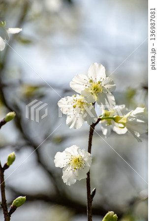 花 フラワー お花 136987081