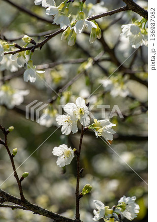 花 フラワー お花 136987082