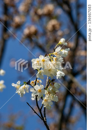 花 フラワー お花 136987083