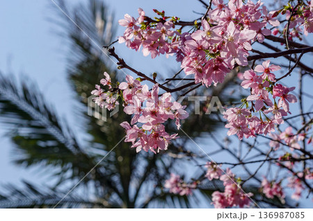 花 フラワー お花 136987085