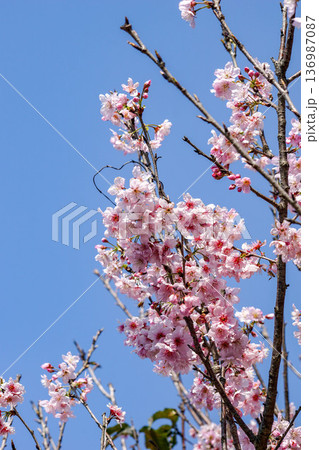 花 フラワー お花 136987087