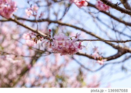 花 フラワー お花 136987088