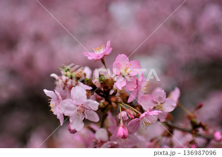 井の頭公園 早咲きの河津桜 春 井の頭公園 早咲きの河津桜 春 136987096
