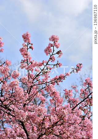 井の頭公園　早咲きの河津桜　春 136987110