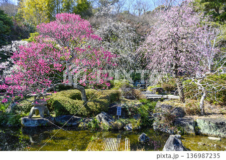 鎌倉市　長谷寺（はせでら）　山門近くの紅白梅林 136987235