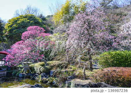 鎌倉市 長谷寺(はせでら) 山門近くの紅白梅林 鎌倉市 長谷寺(はせでら) 山門近くの紅白梅林 136987236
