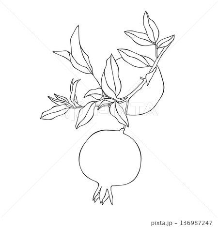 Hand drawn pomegranate fruits Hand drawn pomegranate fruits 136987247