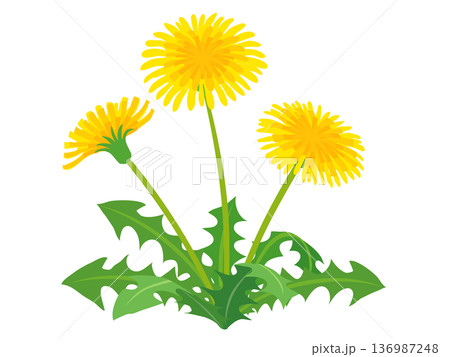 咲いているタンポポのイラスト　ベクター素材 136987248