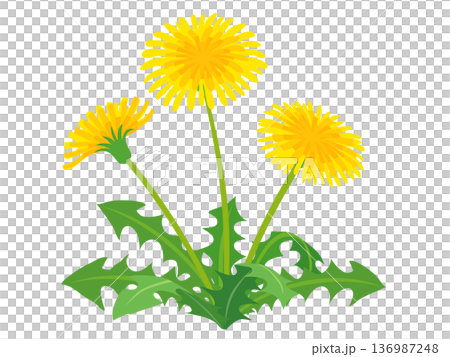 咲いているタンポポのイラスト　ベクター素材 136987248