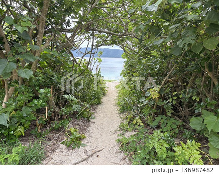 木々のトンネルの先に広がる青い海|南国の隠れビーチへの小道 木々のトンネルの先に広がる青い海|南国の隠れビーチへの小道 136987482