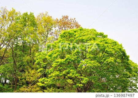 あいち健康の森公園の新緑 136987497