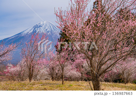 （静岡県）白糸自然公園　満開の梅林越しに富士山 136987663