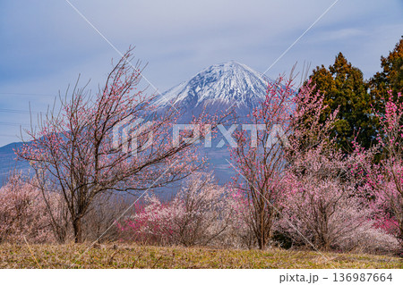 （静岡県）白糸自然公園　満開の梅林越しに富士山 136987664