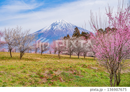 (静岡県)白糸自然公園 満開の梅林越しに富士山 (静岡県)白糸自然公園 満開の梅林越しに富士山 136987675