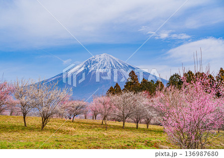 （静岡県）白糸自然公園　満開の梅林越しに富士山 136987680