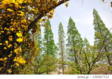あいち健康の森公園の新緑 あいち健康の森公園の新緑 136987722
