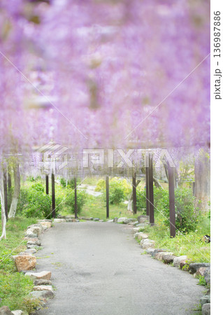 藤の花　イメージ 136987886