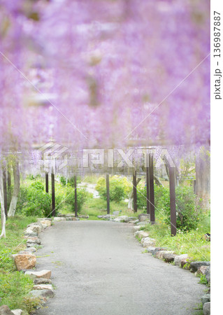 藤の花　イメージ 136987887